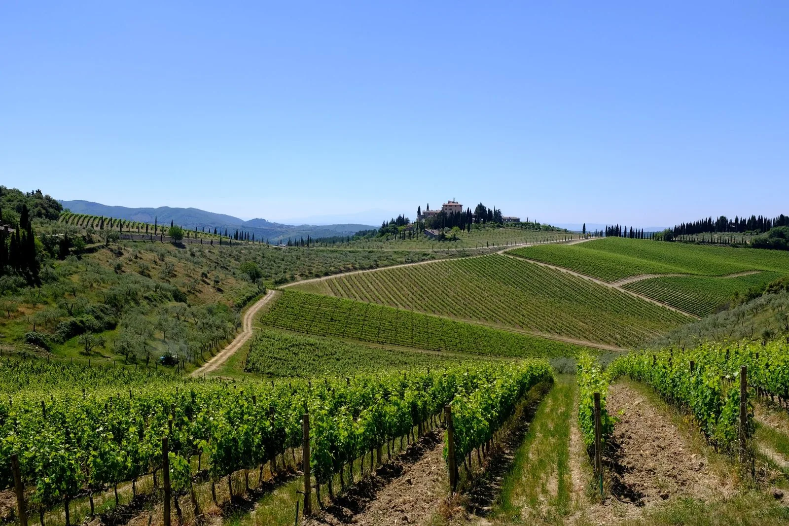 Filari di vigna sulle colline del Chianti attraversati da strade bianche sterrate, con ulivi, cipressi e una villa in cima al poggio