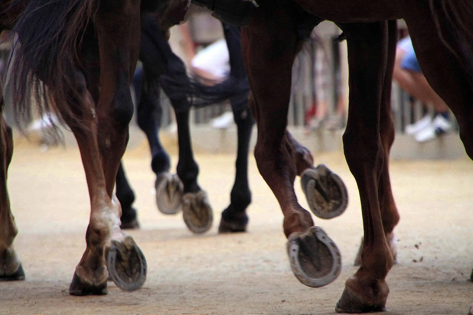 Primo piano delle zampe e degli zoccoli ferrati di alcuni cavalli sulla pista di terra in Piazza del Campo durante il Palio, pubblico sfocato dietro le transenne