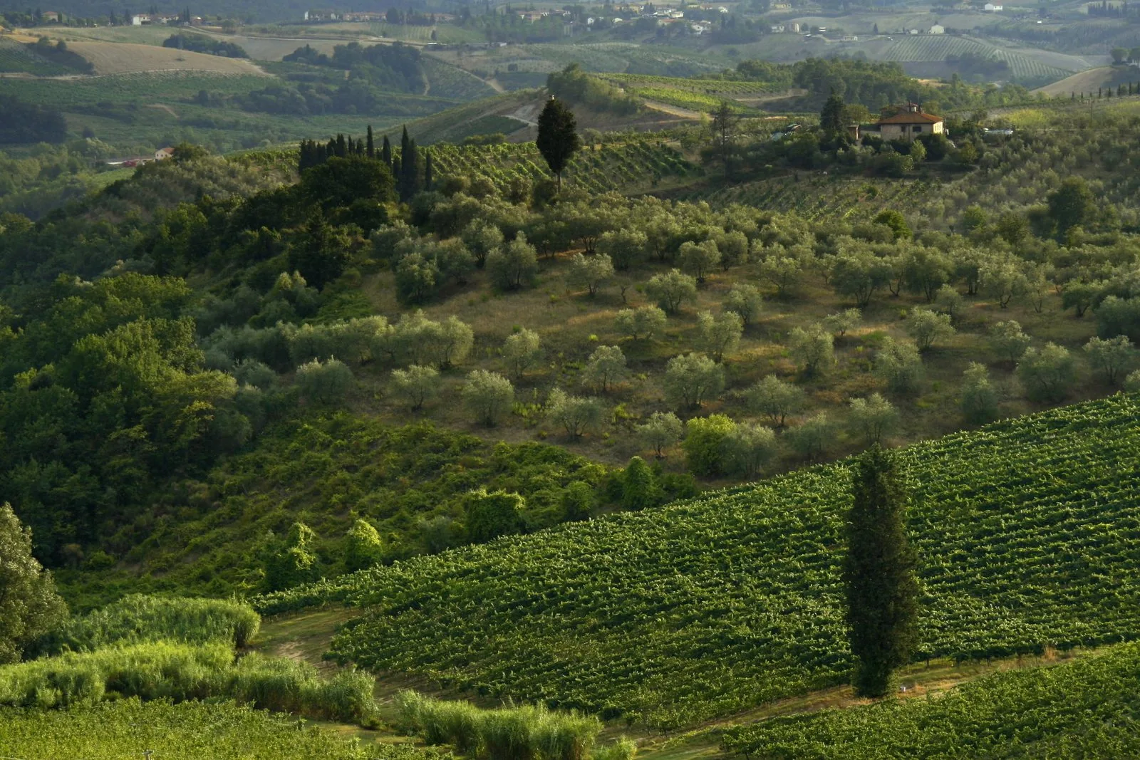 Colline del Chianti in estate con vigneti verdi, uliveti, cipressi e una casa colonica sul crinale