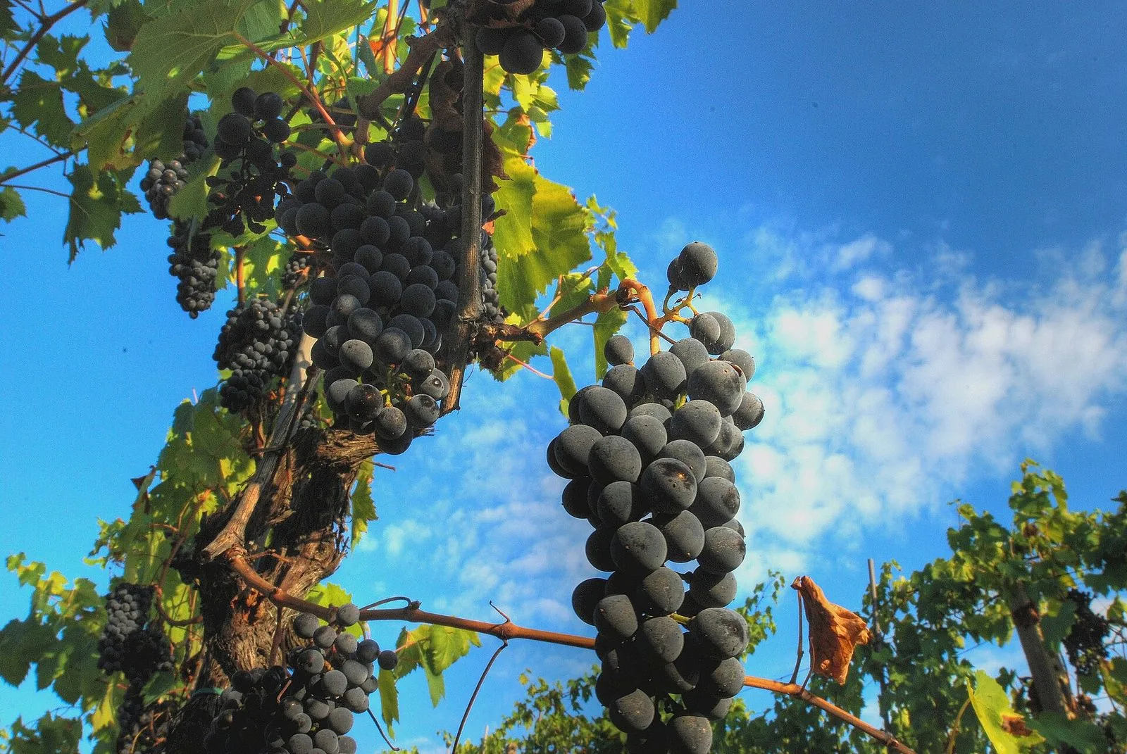 Grappoli di uva nera matura appesi alla vite, con foglie verdi e cielo azzurro sullo sfondo